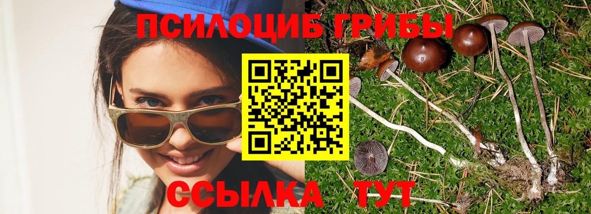 Псилоцибиновые грибы Psilocybe Железногорск